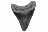 Juvenile Megalodon Tooth - South Carolina #370173-1
